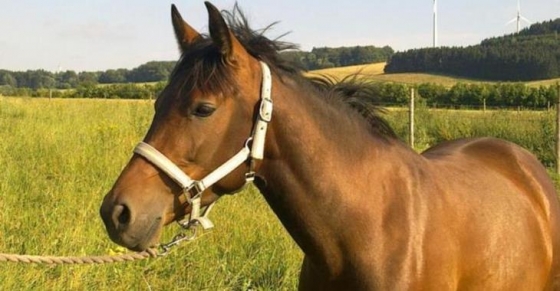 Reiten